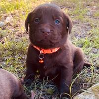 Cuccioli di Labrador color cioccolato