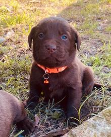 Cuccioli di Labrador color cioccolato