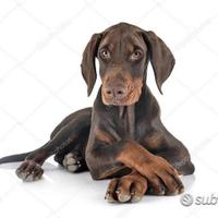 Dobermann Marroni Cuccioli Prima's Bari