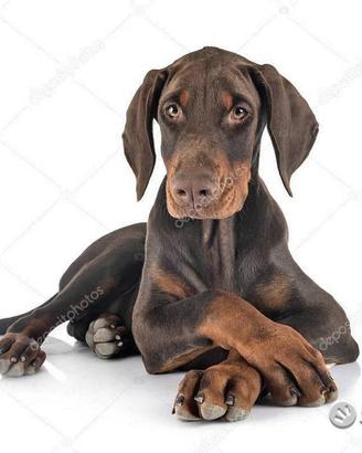Dobermann Marroni Cuccioli Prima's Bari