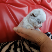 Chihuahua maschio bianco merle Tea Cup- Micro 60gg