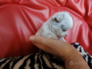 Chihuahua maschio bianco merle Tea Cup- Micro 60gg