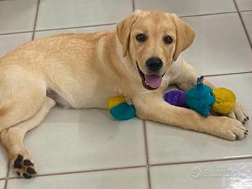 Labrador cucciolo