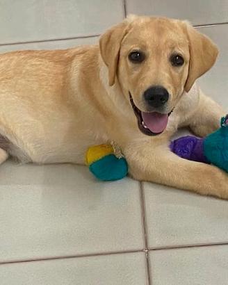 Labrador cucciolo