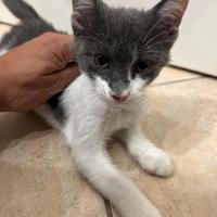 Cucciolo gattino di 2 mesi in ADOZIONE