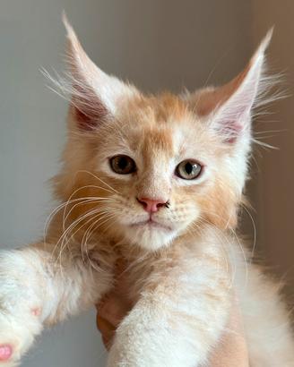 Maine Coon