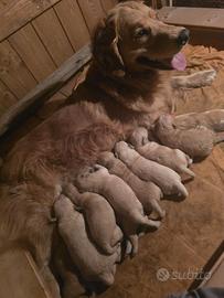 Cuccioli Golden Retriever 100% americani