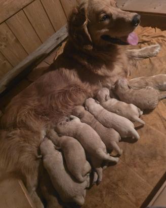 Cuccioli Golden Retriever 100% americani