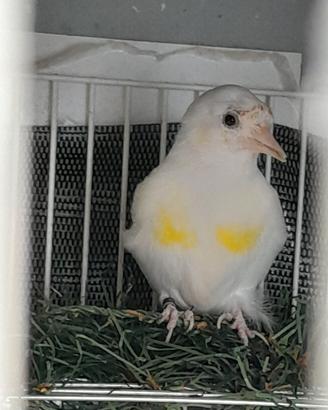 Cardellini mayor
