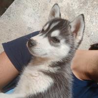 Siberian husky