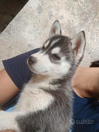 Siberian husky