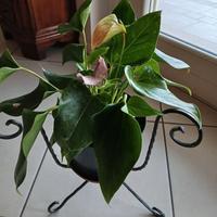 Piante d'appartamento