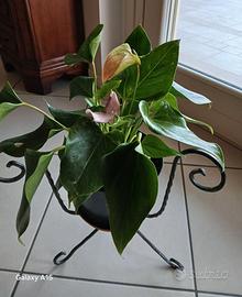 Piante d'appartamento