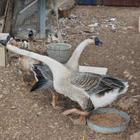 Oche cignoidi galline ovaiole, ornamentali