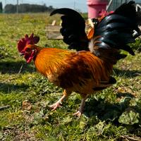 Serama, galline ornamentali