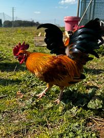 Serama, galline ornamentali