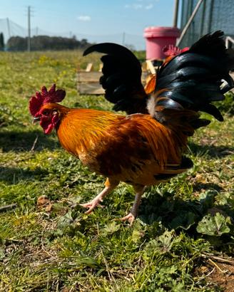Serama, galline ornamentali