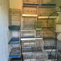 Stock gabbie uccelli