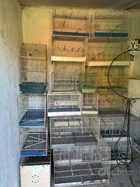 Stock gabbie uccelli