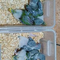 Pappagalli parrocchetto grande alessandrino baby