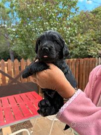 Cuccioli di Goldendoodle