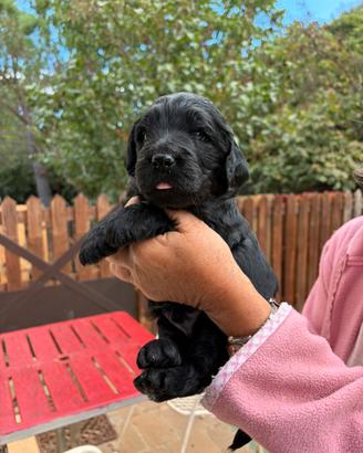 Cuccioli di Goldendoodle