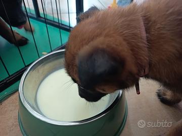 Cuccioli Pastore Belga Malinois Alta Genealogia