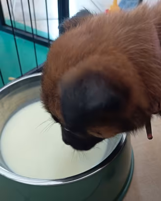 Cuccioli Pastore Belga Malinois Alta Genealogia
