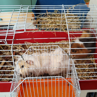 Porcellini d'india maschi