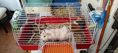 Porcellini d'india maschi