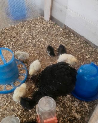 Pulcini di razza pura moroseta e concincina