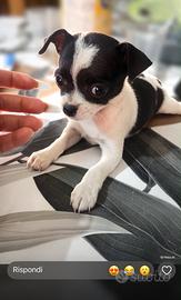 Chihuahua