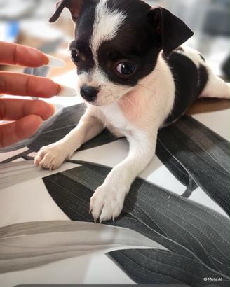 Chihuahua