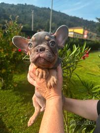Bulldog Francese