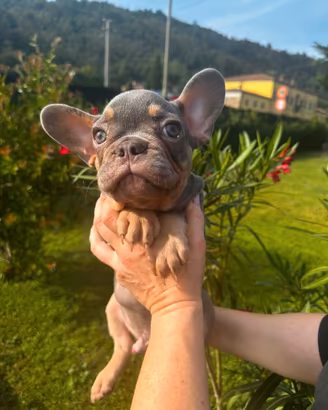 Bulldog Francese