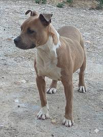 Cucciolone Pitbull ukc