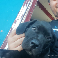 Cane corso