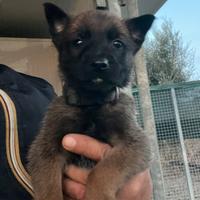 Cuccioli pastore belga Malinois
