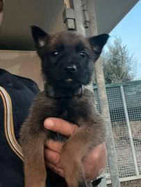 Cuccioli pastore belga Malinois