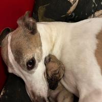 Whippet