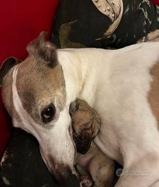Whippet
