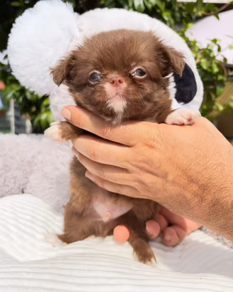 Maschio chihuahua pelo lungo con Pedigree ENCI/FCI