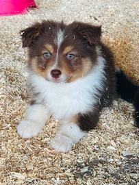 Cuccioli di pastore australiano