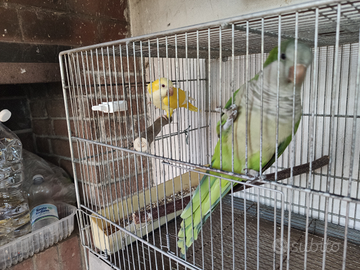 Coppia parrocchetti monaci