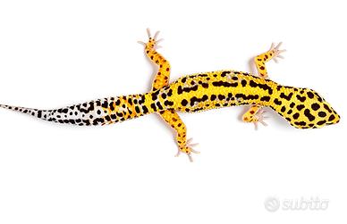 Geco leopardino, valuto scambi