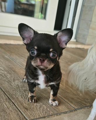Chihuahua maschietto cioccolato
