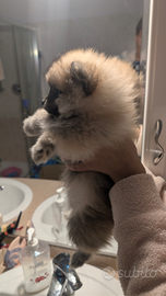 Volpino pomerania pedigree