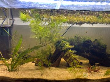 acquario 60 litri