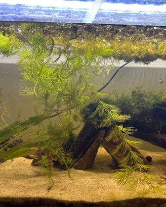 acquario 60 litri