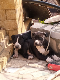 Cani da guardia - Animali In regalo a Agrigento